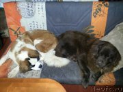 Превью фото № 231832