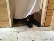 Превью фото № 231860