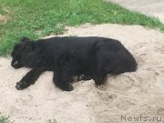 Превью фото № 231862