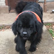 Превью фото № 231863