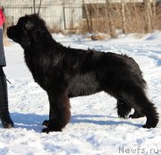 Превью фото № 231869