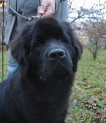 Превью фото № 231910