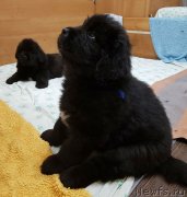 Превью фото № 231914