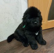 Превью фото № 231915