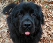 Превью фото № 231917