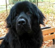 Превью фото № 231919