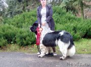 Превью фото № 231931