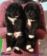 Превью фото № 231940