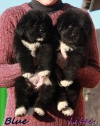 Превью фото № 231941