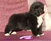 Превью фото № 231950