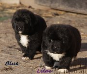 Превью фото № 231954