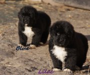 Превью фото № 231955