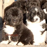 Превью фото № 231957