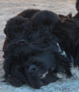 Превью фото № 231962