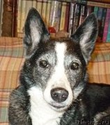 Превью фото № 231977