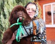 Превью фото № 231989