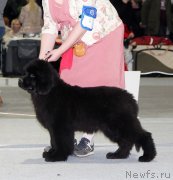 Превью фото № 231999