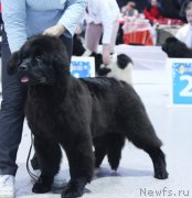 Превью фото № 232002