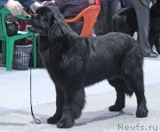 Превью фото № 232012