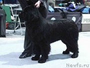 Превью фото № 232029