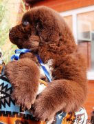 Превью фото № 232101