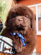 Превью фото № 232102