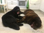 Превью фото № 232126