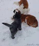 Превью фото № 232141