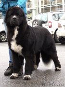 Превью фото № 232155