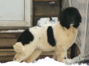 Превью фото № 232168