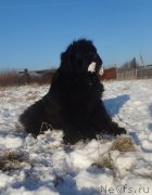 Превью фото № 232170