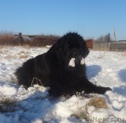 Превью фото № 232171