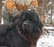 Превью фото № 232240