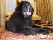 Превью фото № 232248