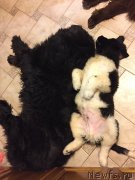 Превью фото № 232255