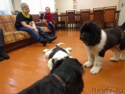 Превью фото № 232257