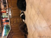 Превью фото № 232258