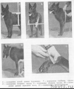 Превью фото № 232267