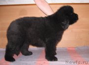 Превью фото № 232283