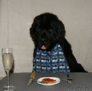 Превью фото № 232316