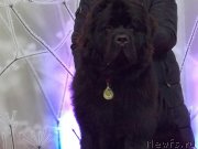 Превью фото № 232395