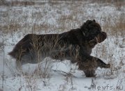 Превью фото № 232398