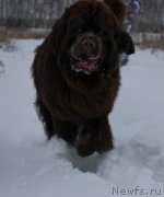 Превью фото № 232401