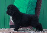 Превью фото № 232409