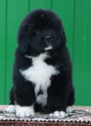 Превью фото № 232422