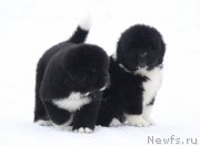 Превью фото № 232425