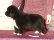 Превью фото № 232426