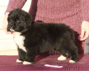 Превью фото № 232427