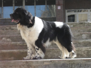 Превью фото № 232448