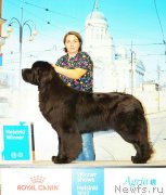 Превью фото № 232471